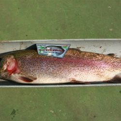 としまえんフィッシングエリア 釣果