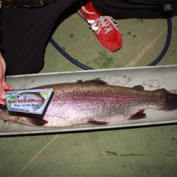 としまえんフィッシングエリア 釣果