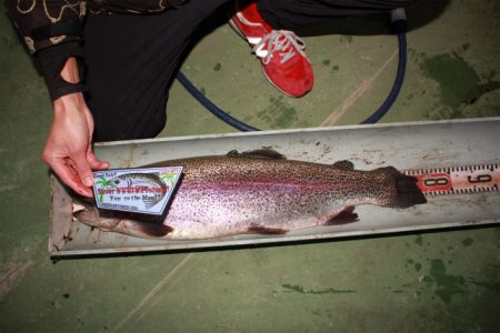 としまえんフィッシングエリア 釣果