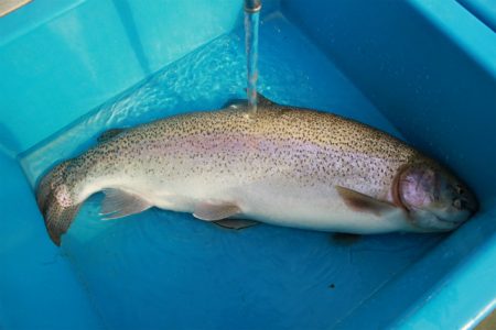 としまえんフィッシングエリア 釣果