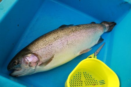 としまえんフィッシングエリア 釣果