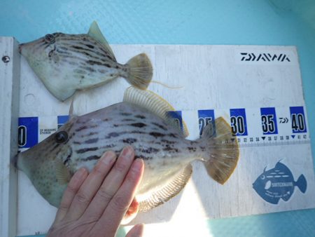 水天丸 釣果