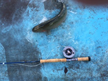 としまえんフィッシングエリア 釣果