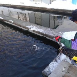 つりぼりあかし 釣果