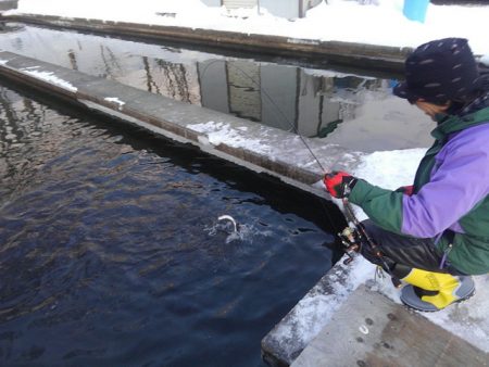 つりぼりあかし 釣果