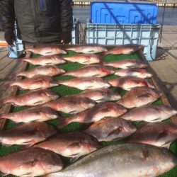 海の釣堀 海恵 釣果