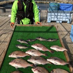 海の釣堀 海恵 釣果