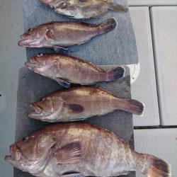 エンペラー 釣果