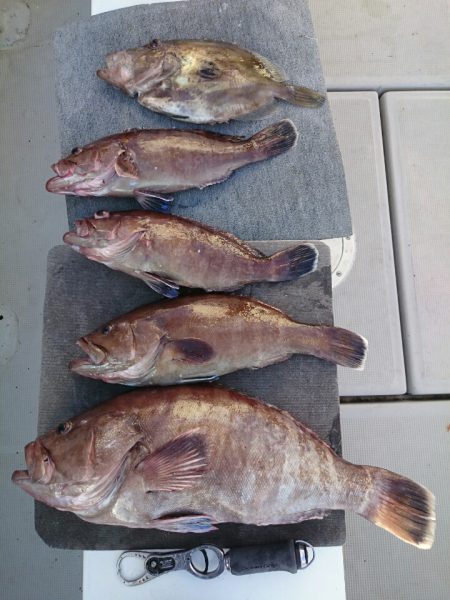 エンペラー 釣果