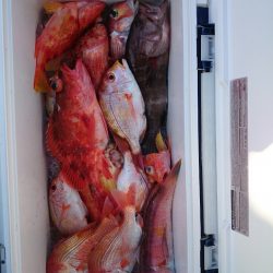 エンペラー 釣果