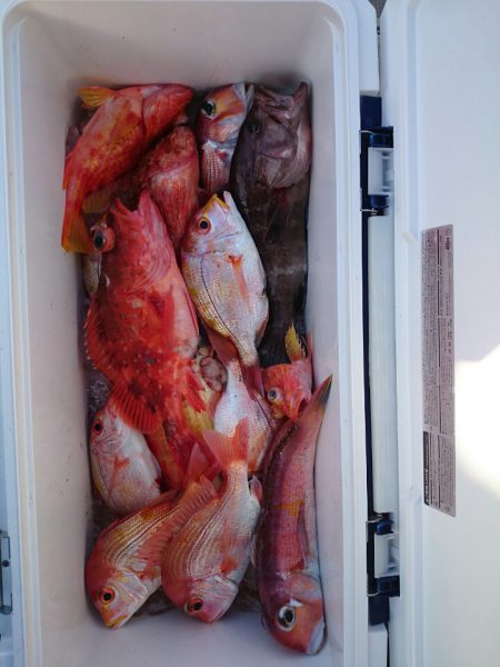 エンペラー 釣果