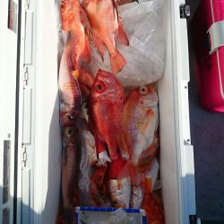 エンペラー 釣果