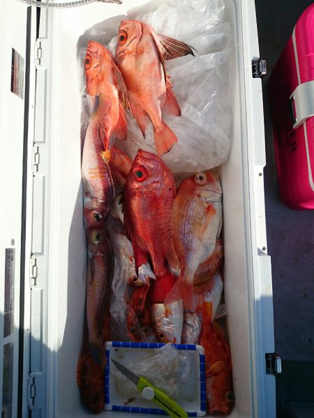 エンペラー 釣果