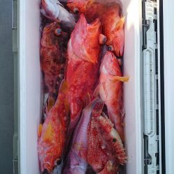 エンペラー 釣果