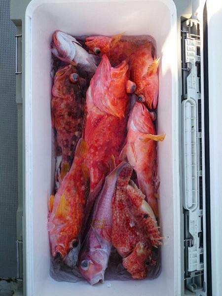 エンペラー 釣果