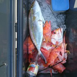 エンペラー 釣果