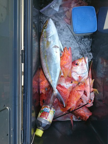 エンペラー 釣果