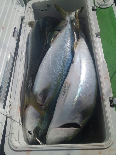丸万釣船 釣果
