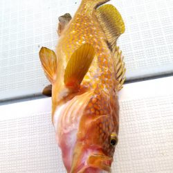 アマテラス 釣果