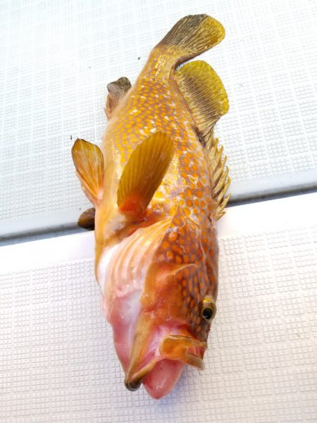 アマテラス 釣果