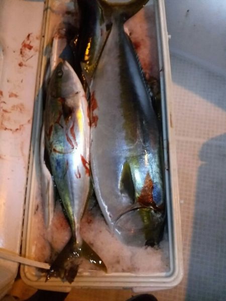 bay style 釣果