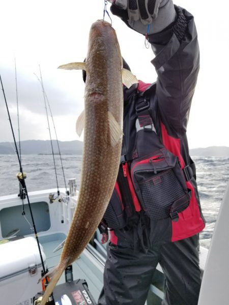 アマテラス 釣果