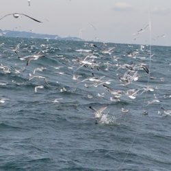 みやけ丸 釣果