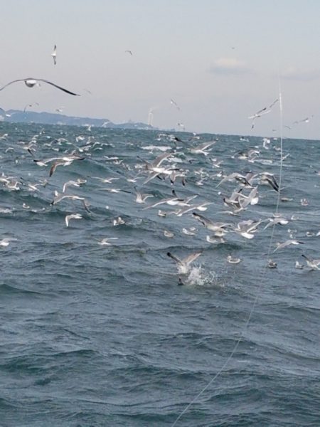 みやけ丸 釣果