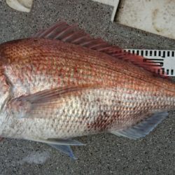 ARCADIAⅡ （アルカディアⅡ） 釣果