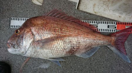 ARCADIAⅡ （アルカディアⅡ） 釣果