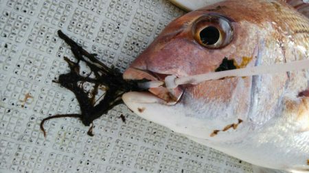 タイラバ遊漁船 ワンピース 釣果