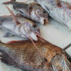 タイラバ遊漁船 ワンピース 釣果