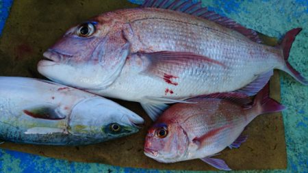 だて丸 釣果