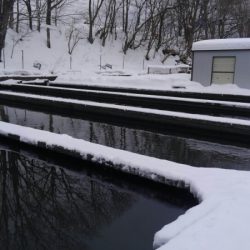 つりぼりあかし 釣果
