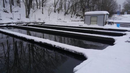 つりぼりあかし 釣果