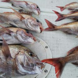 タイラバ遊漁船 ワンピース 釣果