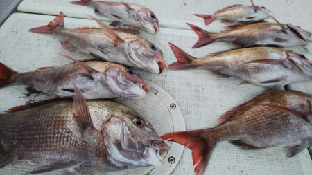 タイラバ遊漁船 ワンピース 釣果