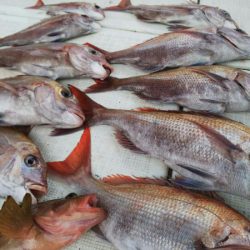 タイラバ遊漁船 ワンピース 釣果