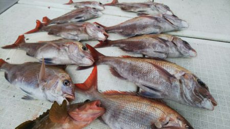 タイラバ遊漁船 ワンピース 釣果