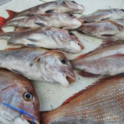 タイラバ遊漁船 ワンピース 釣果