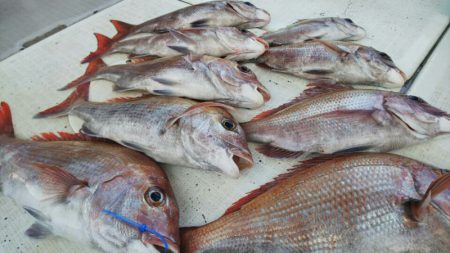 タイラバ遊漁船 ワンピース 釣果