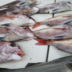 タイラバ遊漁船 ワンピース 釣果