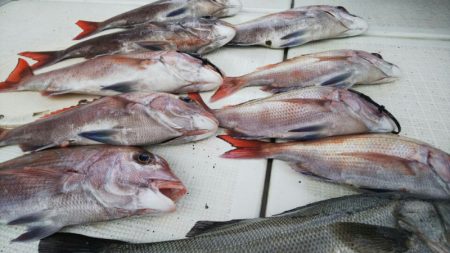 タイラバ遊漁船 ワンピース 釣果