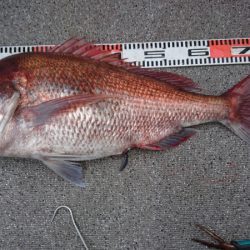 ARCADIAⅡ （アルカディアⅡ） 釣果