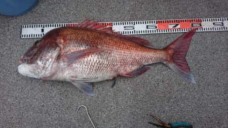 ARCADIAⅡ （アルカディアⅡ） 釣果