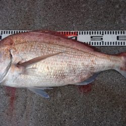 ARCADIAⅡ （アルカディアⅡ） 釣果