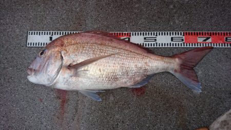 ARCADIAⅡ （アルカディアⅡ） 釣果