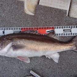 ARCADIAⅡ （アルカディアⅡ） 釣果