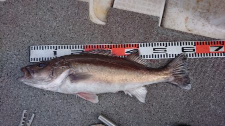 ARCADIAⅡ （アルカディアⅡ） 釣果