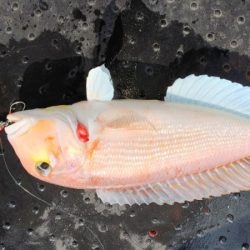 第二龍勢丸 釣果